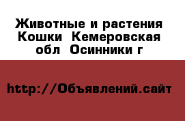 Животные и растения Кошки. Кемеровская обл.,Осинники г.